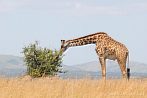 042I-0430; 4288 x 2848 pix; Africa, Kenya, giraffe, savannah