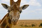 042I-0500; 3872 x 2592 pix; Africa, Kenya, giraffe, savannah