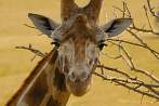 042I-0520; 3872 x 2592 pix; Africa, Kenya, giraffe, savannah