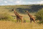 042I-0940; 4158 x 2761 pix; Africa, Kenya, giraffe, savannah