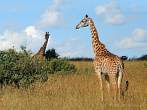042I-0950; 4266 x 3200 pix; Africa, Kenya, giraffe, savannah