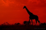 Africa; Kenya; giraffe; sunset
