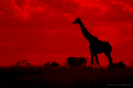 042I-0011; 3670 x 2457 pix; Africa, Kenya, giraffe, sunset