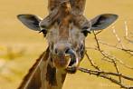042I-0530; 3532 x 2364 pix; Africa, Kenya, giraffe, tongue