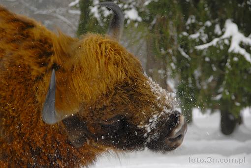 bison; winter