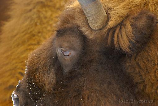 bison; winter