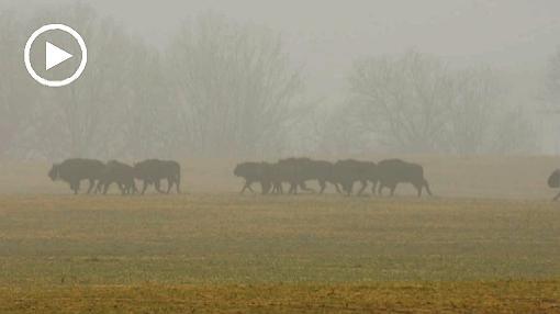 bison; mist