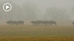 042L-0512; 1280 x 720 pix; bison, mist