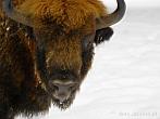 042L-0010; 3442 x 2581 pix; bison, winter