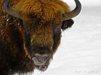 042L-0020; 3442 x 2581 pix; bison, winter