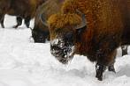 042L-0060; 3754 x 2513 pix; bison, winter