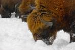 042L-0070; 3872 x 2592 pix; bison, winter