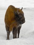 042L-0160; 2334 x 3112 pix; bison, winter