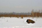 042L-0190; 2619 x 1754 pix; bison, winter