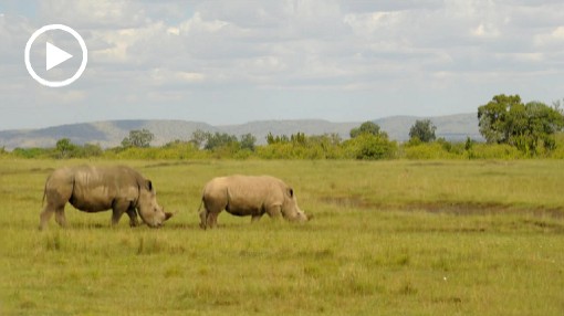 Africa; Kenya; rhino; rhinoceros
