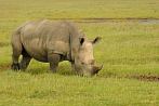 042M-0120; 3999 x 2657 pix; Africa, Kenya, rhino, rhinoceros