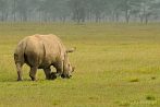 042M-0200; 4193 x 2785 pix; Africa, Kenya, rhino, rhinoceros