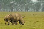 042M-0210; 4029 x 2676 pix; Africa, Kenya, rhino, rhinoceros