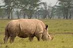 042M-0950; 3720 x 2491 pix; Africa, Kenya, rhino, rhinoceros