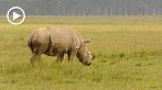 042M-1030; 1280 x 720 pix; Africa, Kenya, rhino, rhinoceros