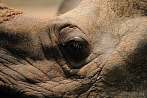 042M-2040; 4288 x 2848 pix; Asia, India, rhino, rhinoceros