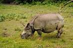 Asia; Nepal; rhino; rhinoceros