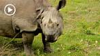 042M-2300; 1280 x 720 pix; Asia, Nepal, rhino, rhinoceros