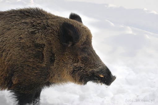 boar; winter