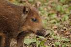 boar; piglet; autumn