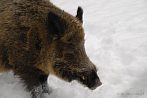boar; winter