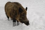 042N-0520; 3872 x 2592 pix; boar, winter