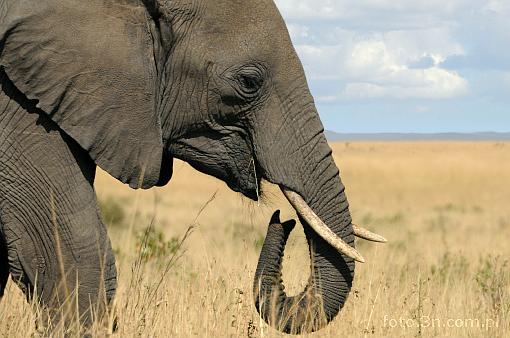 Africa; Kenya; elephant; savannah