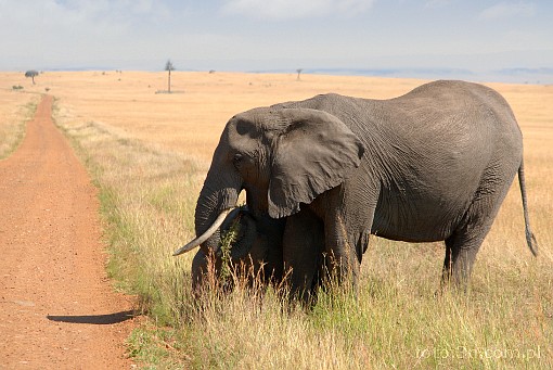 Africa; Kenya; elephant; savannah; road
