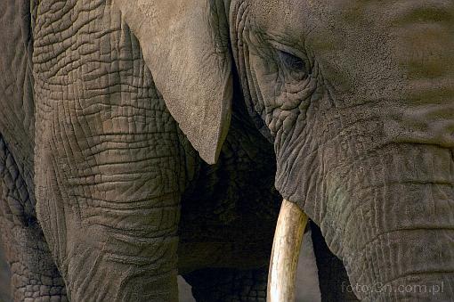 Africa; Kenya; elephant