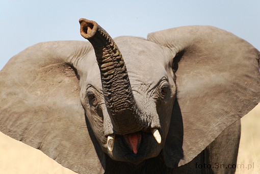Africa; Kenya; elephant; savannah; trunk