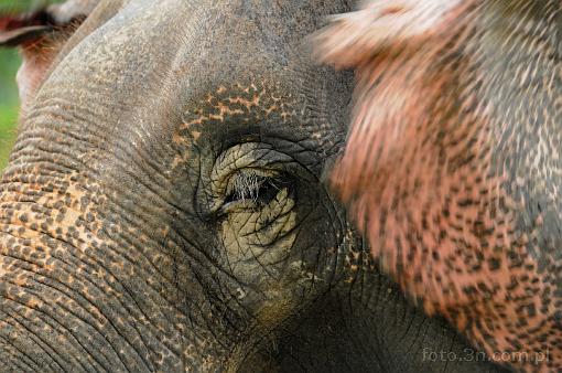 Asia; Nepal; elephant