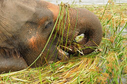 Asia; Vietnam; elephant; trunk; grass