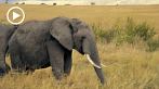 042P-1010; 1280 x 720 pix; Africa, Kenya, elephant