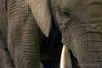 042P-1150; 3638 x 2425 pix; Africa, Kenya, elephant