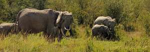 042P-1800; 5422 x 1885 pix; Africa, Kenya, elephant