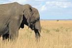 042P-0010; 4260 x 2829 pix; Africa, Kenya, elephant, savannah