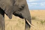 042P-0020; 4260 x 2829 pix; Africa, Kenya, elephant, savannah