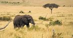 042P-0042; 5018 x 2649 pix; Africa, Kenya, elephant, savannah