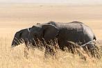 042P-1130; 3741 x 2504 pix; Africa, Kenya, elephant, savannah