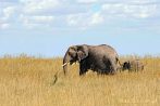 042P-1210; 4288 x 2848 pix; Africa, Kenya, elephant, savannah
