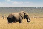 042P-1700; 4151 x 2757 pix; Africa, Kenya, elephant, savannah