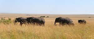 042P-1790; 5690 x 2404 pix; Africa, Kenya, elephant, savannah