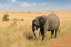 042P-0032; 4288 x 2848 pix; Africa, Kenya, elephant, savannah, road