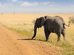 042P-0035; 4287 x 3215 pix; Africa, Kenya, elephant, savannah, road