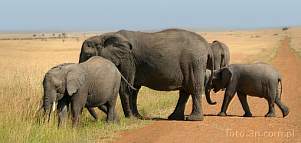 042P-0039; 7452 x 3560 pix; Africa, Kenya, elephant, savannah, road